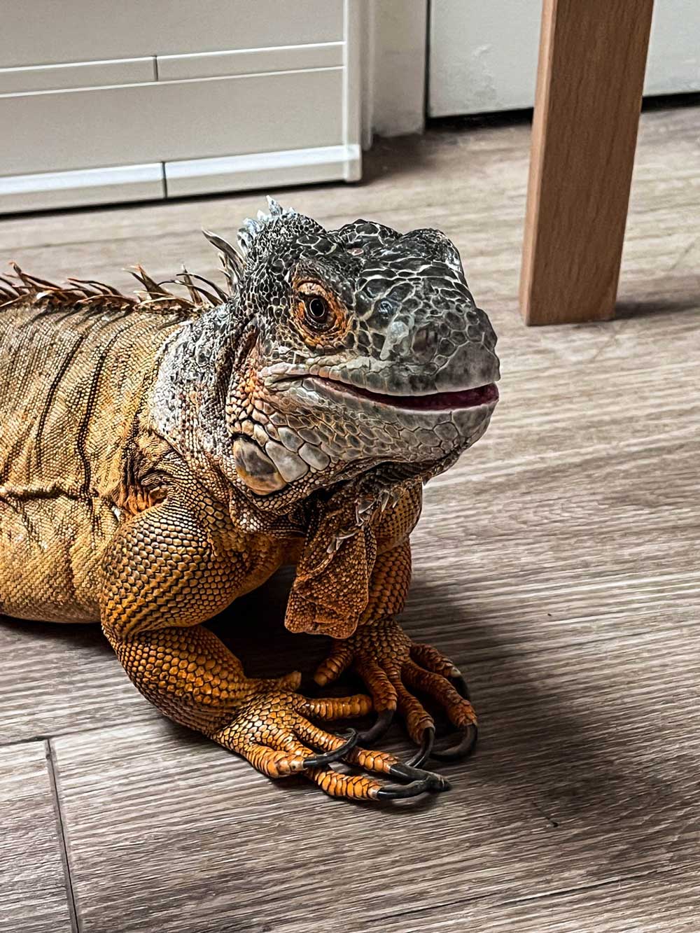 modeles-vivant-prepa-3d-iguane